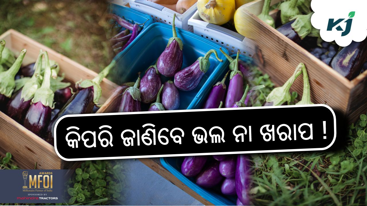 tips and tricks how to identify healthy brinjal, image source - Pexels