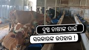ମୁଖ୍ୟମନ୍ତ୍ରୀଙ୍କ ବଡ଼ ଉପହାର: ଆସିବ କାମଧେନୁ ଯୋଜନା