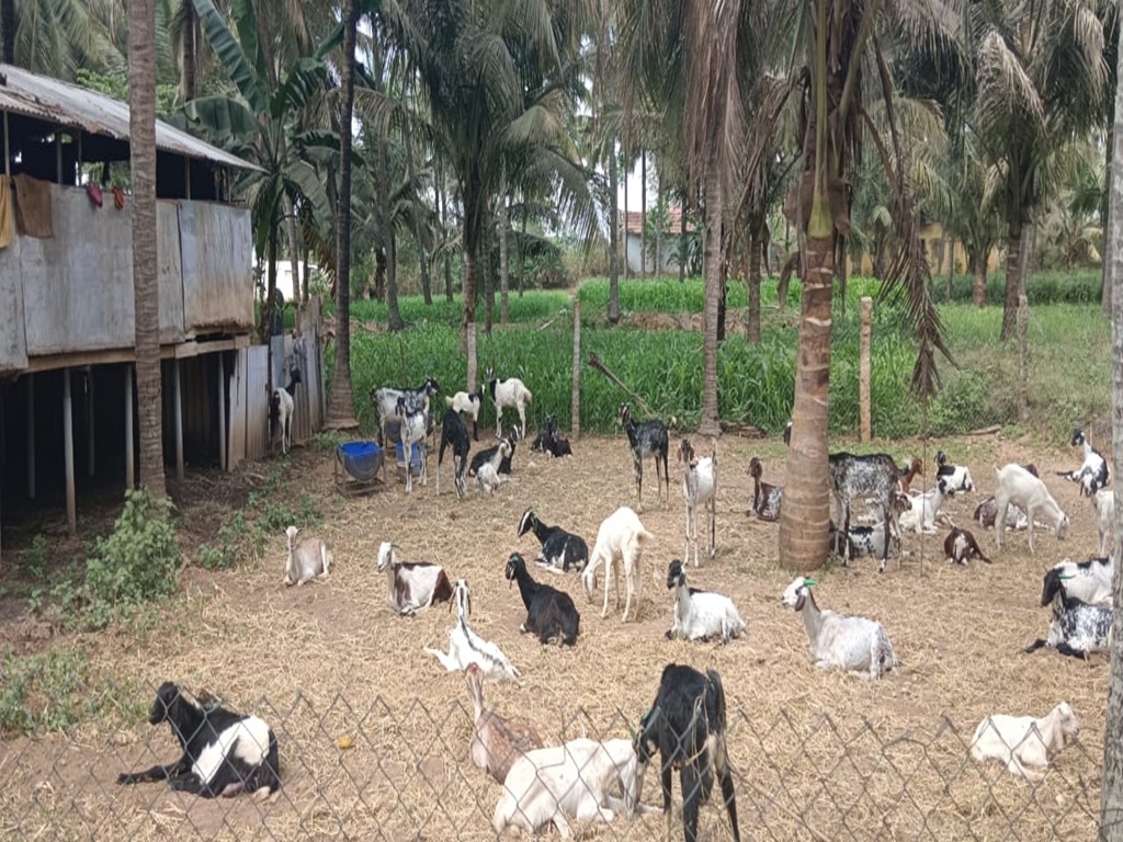 two diseases that attack goats during winter