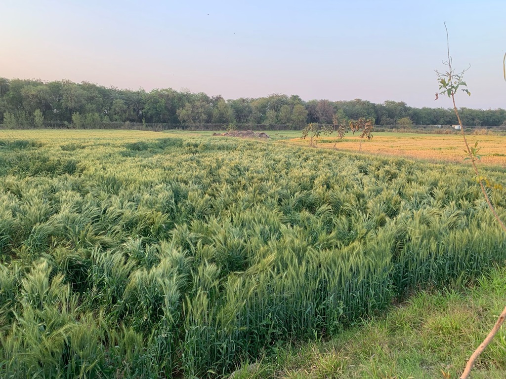 07 new varieties of fodder crops