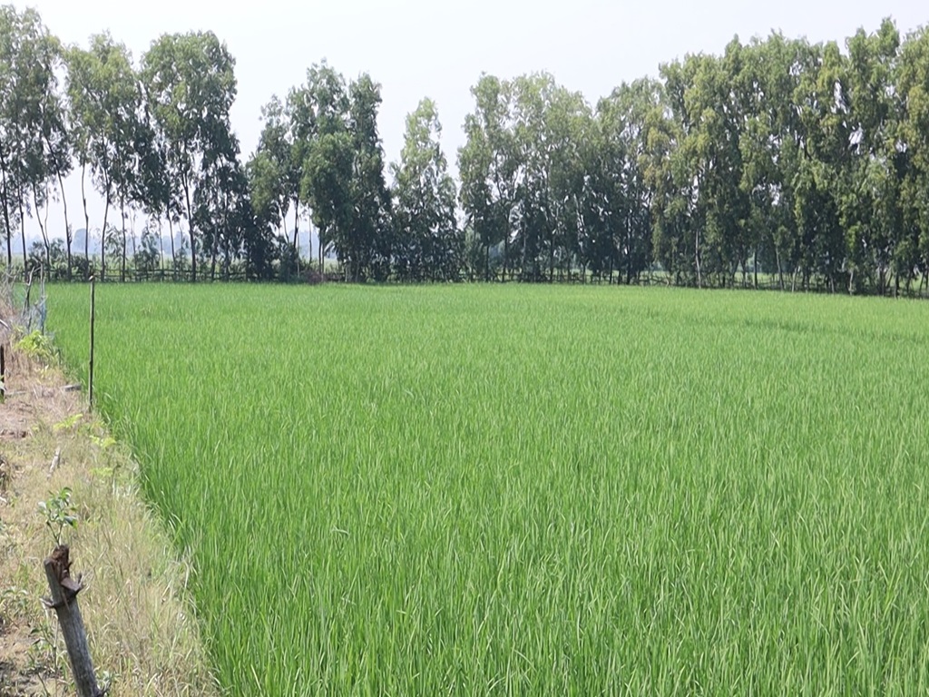 Successful rice research in home labs