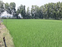 ଘରୋଇ ଲାବ୍ ରେ ସଫଳ ଧାନ ଗବେଷଣା  ଘରୋଇ ଲାବ୍ ରେ ସଫଳ ଧାନ ଗବେଷଣା