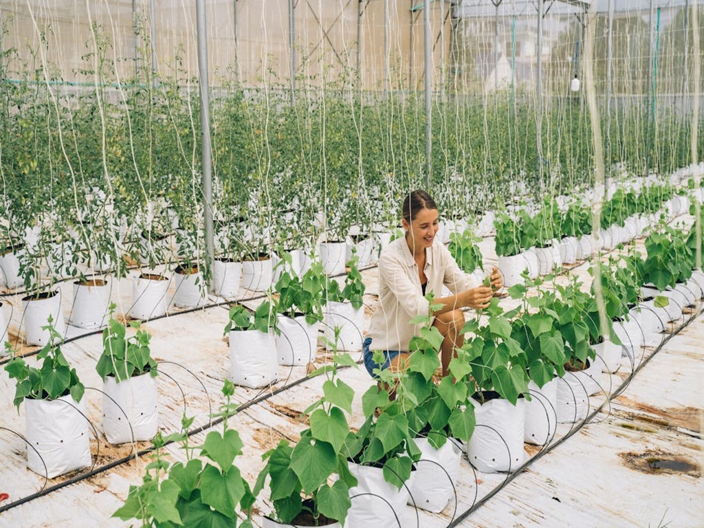 profitable idea for hydroponic technique farming, image source - Pexels