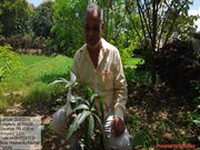 SUCCESS STORY: ସଫଳ ଚାଷୀ ପ୍ରତାପ କୁମାର ପ୍ରଧାନ!