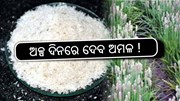 Isabgol Cultivation: ଚାଷୀଙ୍କୁ ଫାଇଦା ଦେବ ଏହି ଚାଷ ! Isabgol Cultivation: ଚାଷୀଙ୍କୁ ଫାଇଦା ଦେବ ଏହି ଚାଷ !