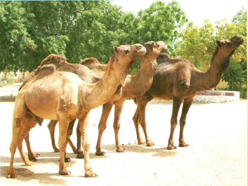 camel role in agri sector, pic Soiurce - ICAR