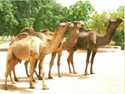 Camel in Agri Sector: କୃଷିରେ ଓଟ ପାଳନର ଭୂମିକା କ'ଣ  ?