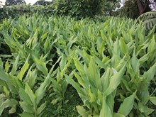 ହଳଦୀ ଚାଷ ସହ ଜଡିତ କିଛି ଜରୁରୀ ସୂଚନା ହଳଦୀ ଚାଷ ସହ ଜଡିତ କିଛି ଜରୁରୀ ସୂଚନା