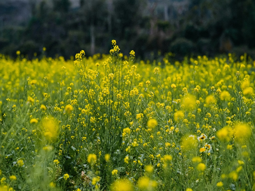 mustard farming and it's management , image source - pexels