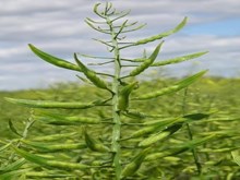 ମାଟି ଓ ମଣିଷର ସ୍ୱାସ୍ଥ୍ୟ ପାଇଁ ଡାଲିଜାତୀୟ ଫସଲ ଚାଷ ମାଟି ଓ ମଣିଷର ସ୍ୱାସ୍ଥ୍ୟ ପାଇଁ ଡାଲିଜାତୀୟ ଫସଲ ଚାଷ