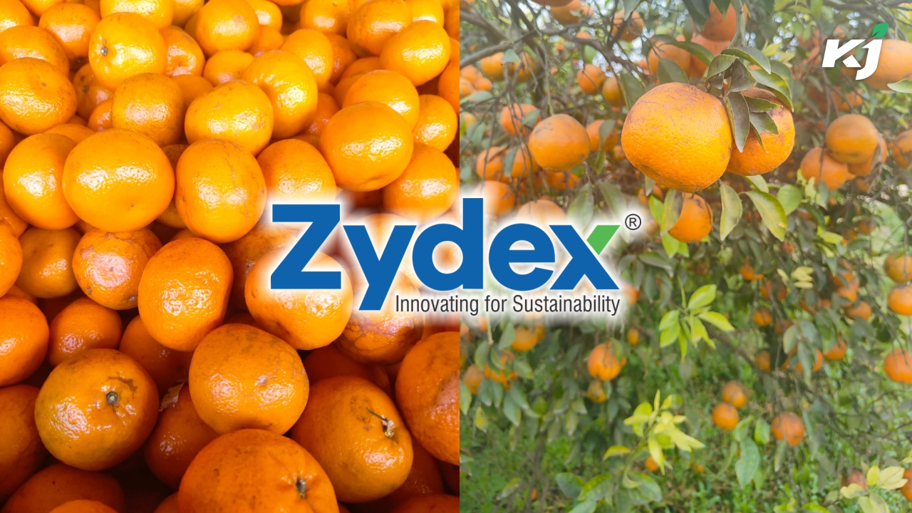 Kinnow category is proudly sponsored by Zydex Agriculture Solutions