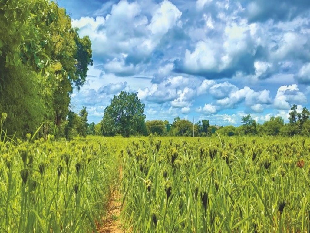 millet farming in odisha state