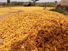 ଜଳବାୟୁ ପରିବର୍ତ୍ତନରେ ମକା ଚାଷ ହିଁ ମାନବ ସମାଜକୁ ରକ୍ଷା କରିପାରିବ ଜଳବାୟୁ ପରିବର୍ତ୍ତନରେ ମକା ଚାଷ ହିଁ ମାନବ ସମାଜକୁ ରକ୍ଷା କରିପାରିବ