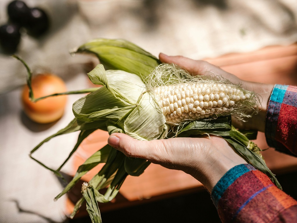 Kalinga Raja maize seed production, image source -pexels