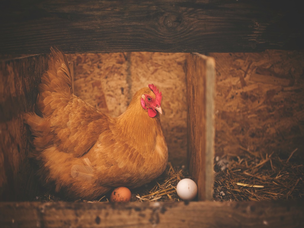 Bird Flu and Precautions and Awareness, image source - pexels