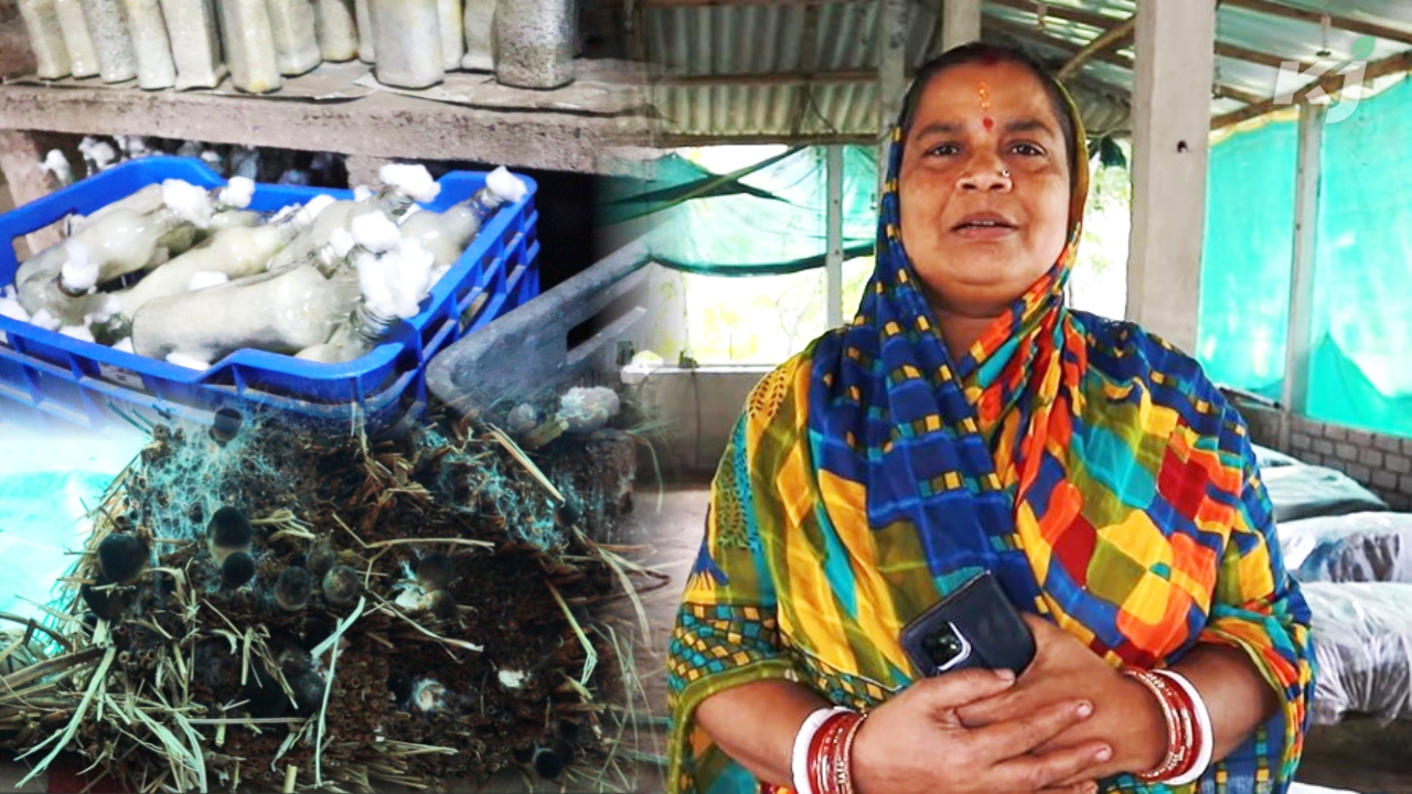 success woman farmer of mushroom