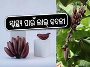 ରକ୍ତଚାପକୁ ନିୟନ୍ତ୍ରଣ କରେ ଲାଲ୍ କଦଳୀ