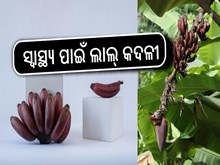 ରକ୍ତଚାପକୁ ନିୟନ୍ତ୍ରଣ କରେ ଲାଲ୍ କଦଳୀ