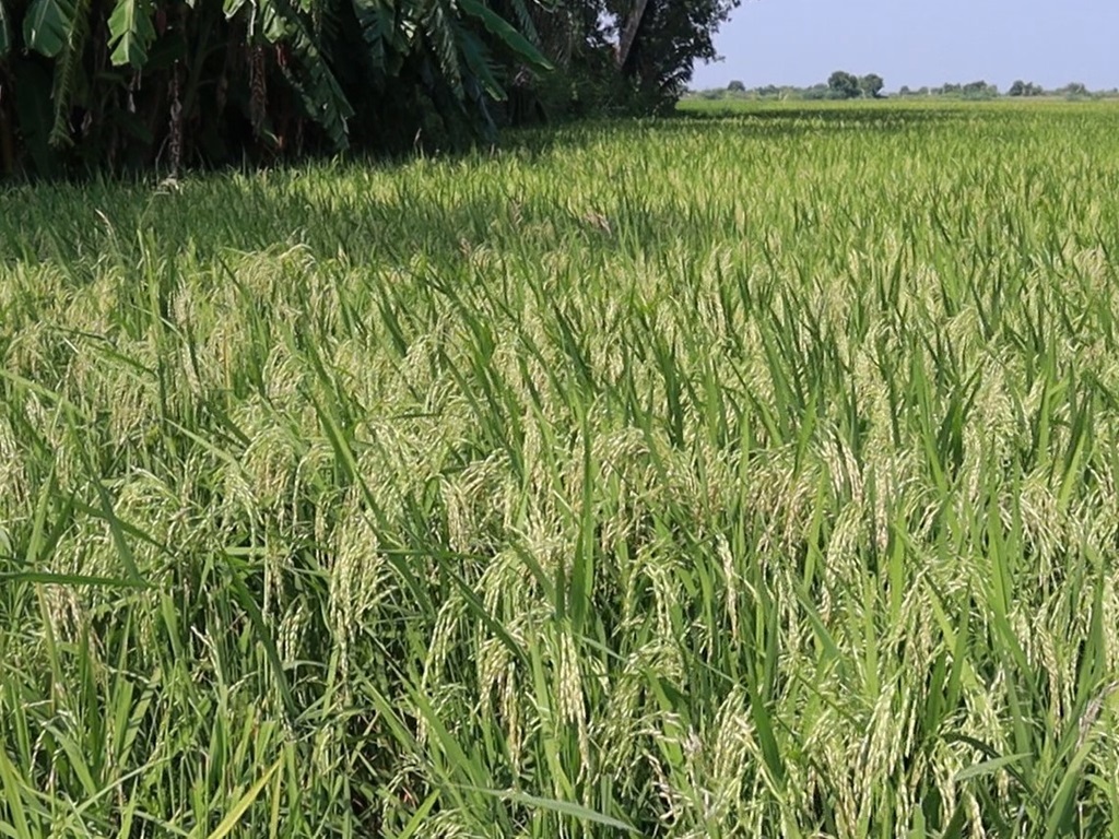 profitable paddy farming in odisha