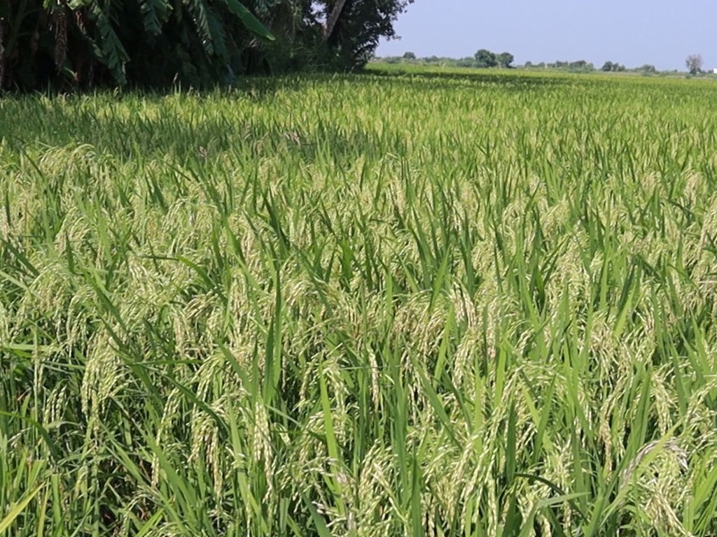 kalachampa rice variety for farmers