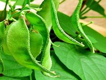 ବ୍ୟବସାୟିକ ଭିତ୍ତିରେ ଶିମ୍ବ ଚାଷ ଦେବ ଅଧିକ ଲାଭ ବ୍ୟବସାୟିକ ଭିତ୍ତିରେ ଶିମ୍ବ ଚାଷ ଦେବ ଅଧିକ ଲାଭ