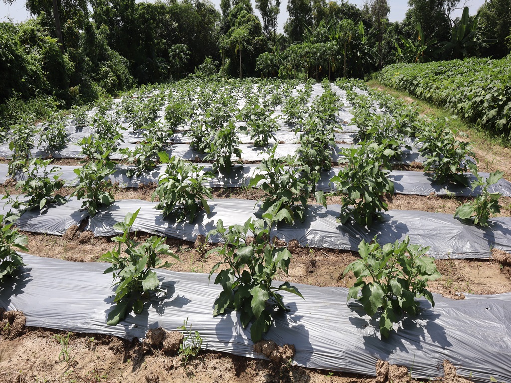 progressive farmer achuyta nanda sahu