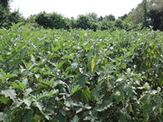 ଉଦ୍ୟୋଗ ଜଗତକୁ ନୂଆ ଆକାର ଦେଉଛି ପିଏଲଆଇ ଯୋଜନା