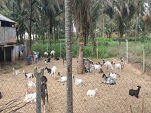 ଛେଳି -ଲେଣ୍ଡି ଖତର ବିବରଣୀ ଓ ଏହାର ଉପାଦେୟତା