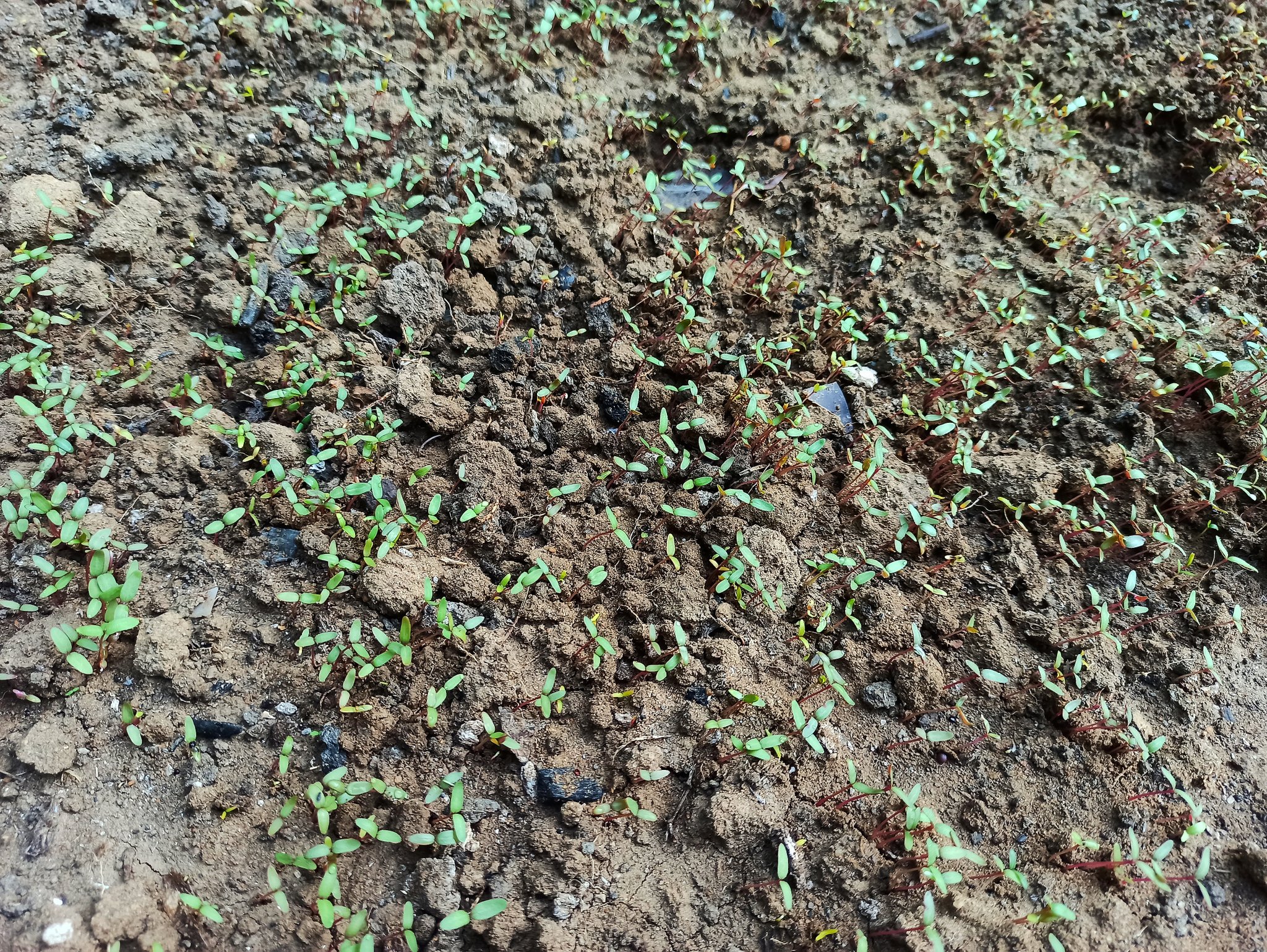 profitable farming of Fenugreek