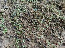 Fenugreek farming: ଆଧୁନିକ ପ୍ରଣାଳୀରେ ମେଥି ଶାଗ  Fenugreek farming: ଆଧୁନିକ ପ୍ରଣାଳୀରେ ମେଥି ଶାଗ