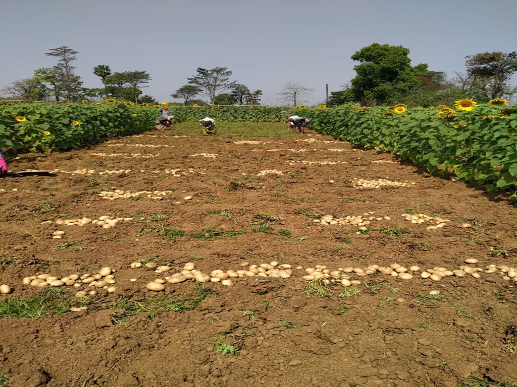 organic potato farming for farmers