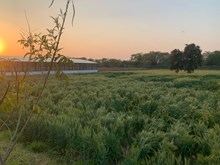 ଶୀତଦିନେ ଗହମ ଫସଲ କ୍ଷତି କିପରି ରୋକିବେ ? ଶୀତଦିନେ ଗହମ ଫସଲ କ୍ଷତି କିପରି ରୋକିବେ ?