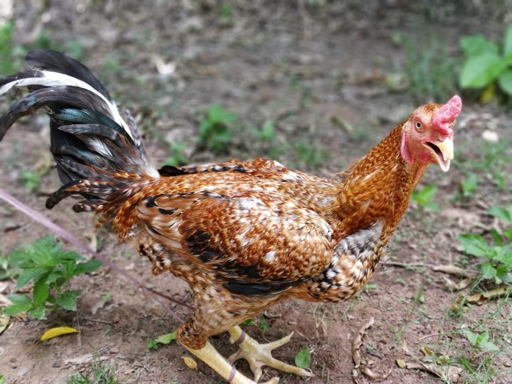 profitable vejaguda poultry farming