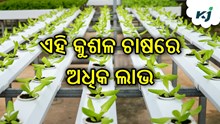 ହାଇଡ୍ରୋପୋନିକ ଚାଷ କିପରି କରିବେ ?  ହାଇଡ୍ରୋପୋନିକ ଚାଷ କିପରି କରିବେ ?