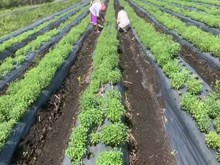 ଷ୍ଟିଭିଆ ଚାଷ ଓ ଏହାର ସ୍ୱାସ୍ଥ୍ୟ ଉପକାରିତା…. ଷ୍ଟିଭିଆ ଚାଷ ଓ ଏହାର ସ୍ୱାସ୍ଥ୍ୟ ଉପକାରିତା….