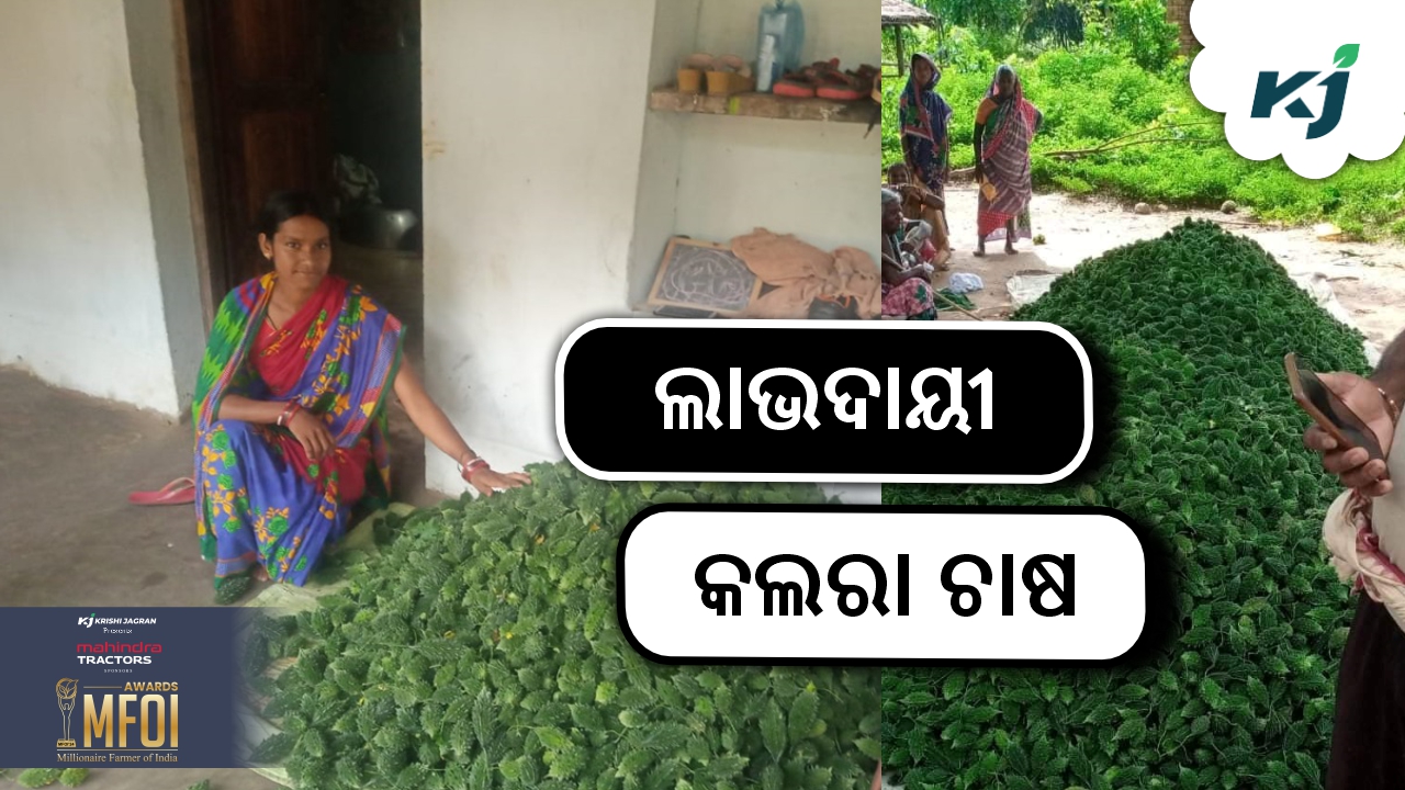 Bittergourd Cultivation is profitable farming for farmers