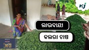 Bittergourd Cultivation: କଲରା ଚାଷରେ ଚାଷୀ ପାଇବେ ଅଧିକ ଲାଭ  