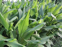 ରାଷ୍ଟ୍ରୀୟ ହଳଦୀବୋର୍ଡର ସ୍ଥାପନା  ରାଷ୍ଟ୍ରୀୟ ହଳଦୀବୋର୍ଡର ସ୍ଥାପନା