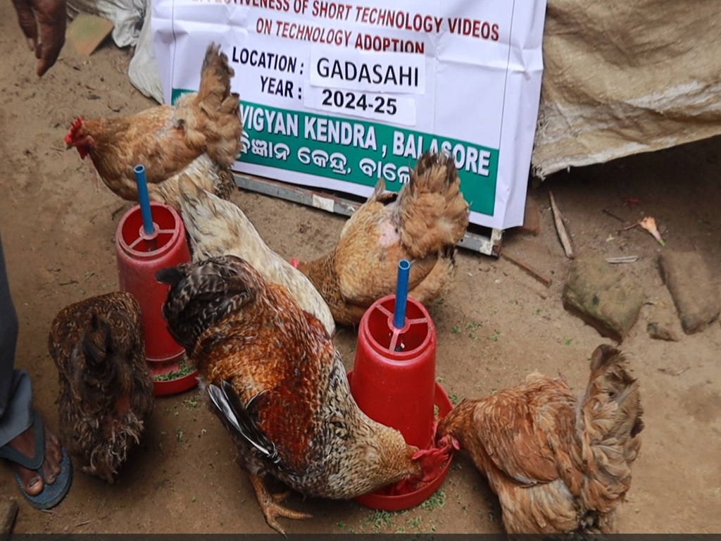 chicken feed prepare in home