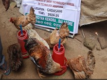 Poultry Farming: ଘରେ ପ୍ରସ୍ତୁତ କରନ୍ତୁ ଚିକେନ୍ ଫିଡ୍ !