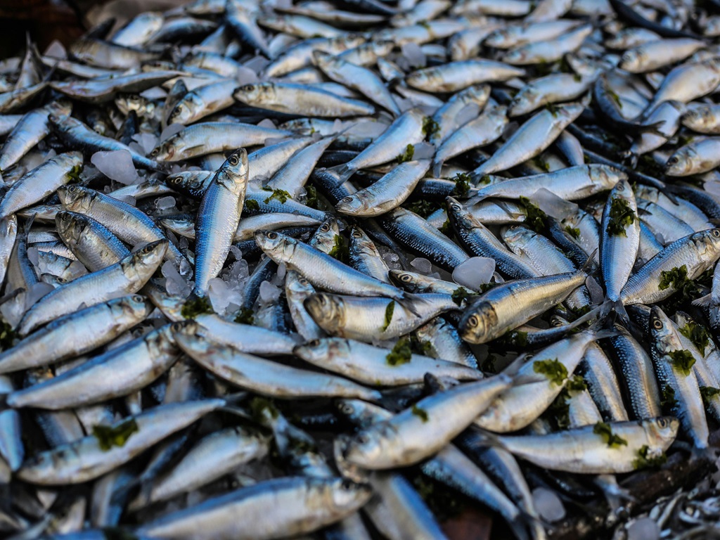 daily food for fishes, image source - pexels