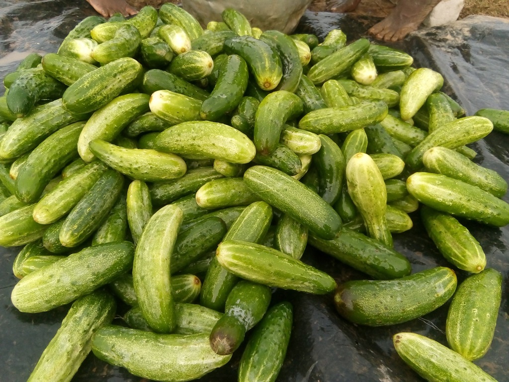 high variety cultivation of cucumber