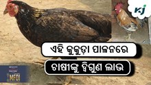 ଏହି କୁକୁଡ଼ା ପାଳନ ଦେବ ଦ୍ଵିଗୁଣ ଆୟ 