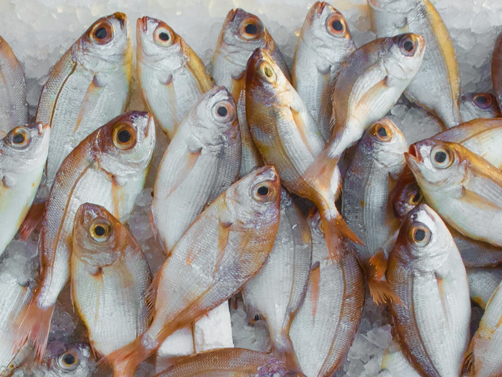 self-reliant in fisheries resource scheme, image source - pexels