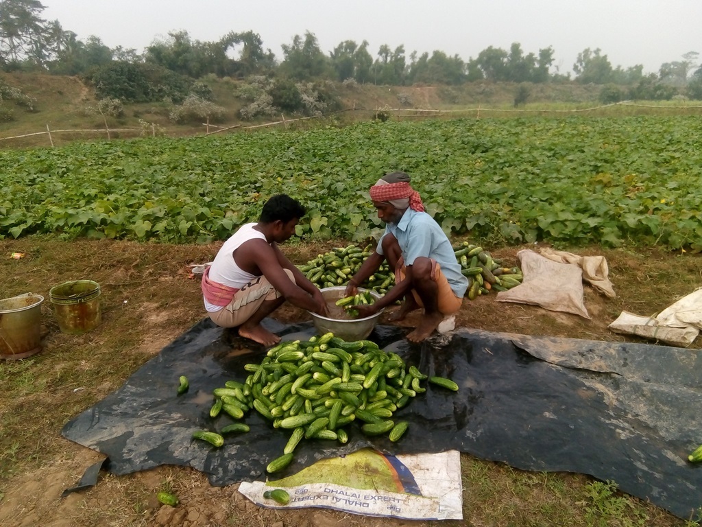 profitable farming of summer season