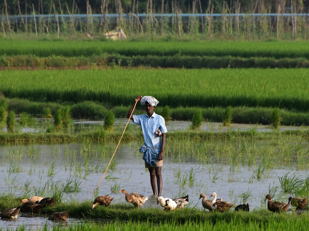 India set to raise farm budget, image source - pexels