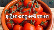 ହାଣ୍ଡିରେ କରନ୍ତୁ ଚେରି ଟମାଟୋ, ପ୍ରଚୁର ଲାଭ... 