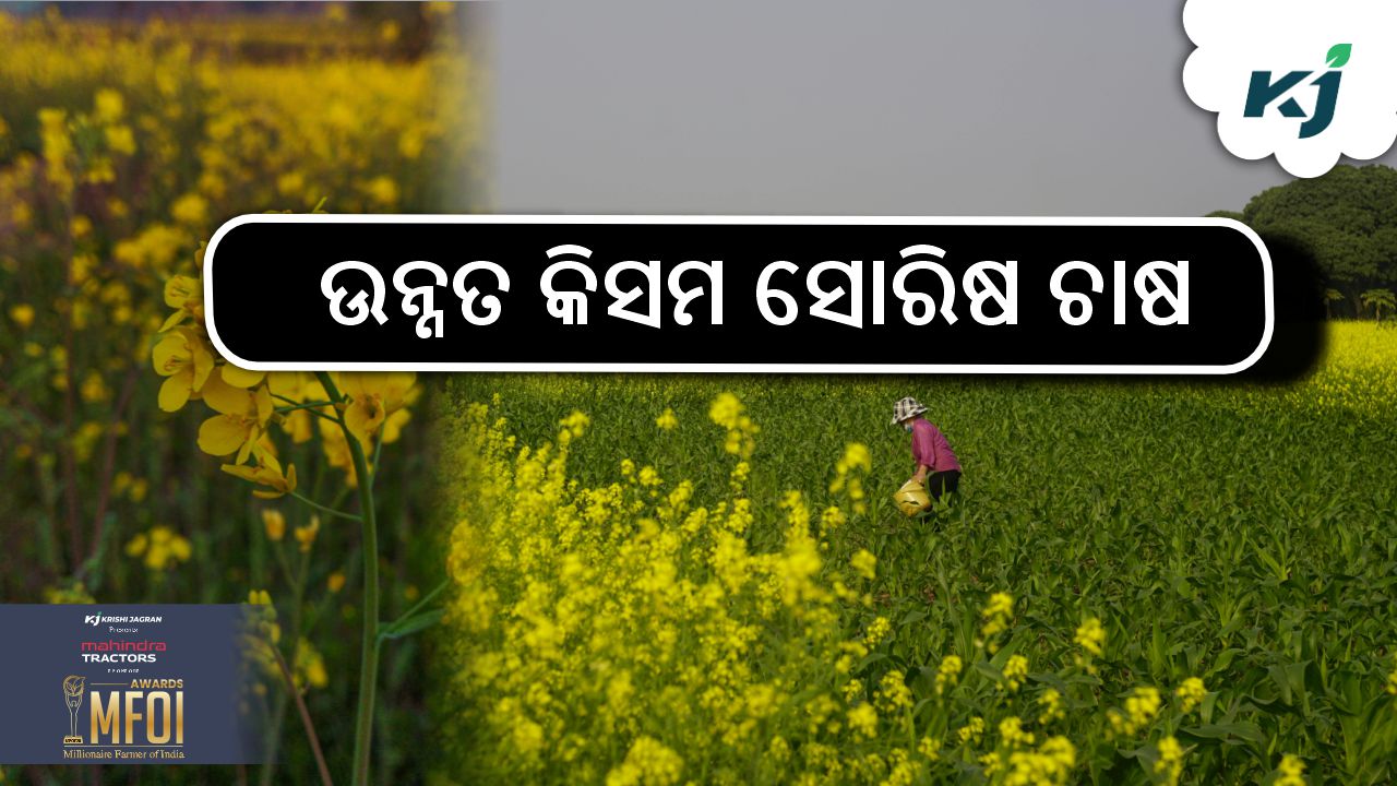 Rukmini is profitable mustard farming, image source - pexels