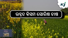 Mustard Farming: ଉନ୍ନତ କିସମ ସୋରିଷ ଚାଷ Mustard Farming: ଉନ୍ନତ କିସମ ସୋରିଷ ଚାଷ