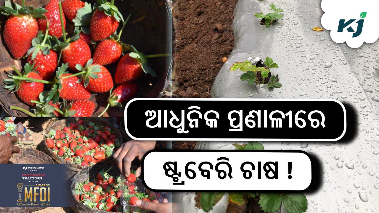 make profit in Strawberry farming